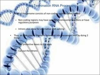 • Most of the genome consists of non-coding regions called introns
– Non-coding regions may have specific chromosomal functions or have
regulatory purposes
– Introns also allow for alternative RNA splicing
• Thus, an RNA copy of a gene is converted into messenger RNA by doing 2
things:
– Add protective bases to the ends
– Cut out the introns
Post Termination RNA Processing
 