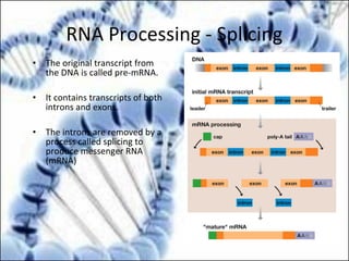 RNA Processing - Splicing
• The original transcript from
the DNA is called pre-mRNA.
• It contains transcripts of both
introns and exons.
• The introns are removed by a
process called splicing to
produce messenger RNA
(mRNA)
 