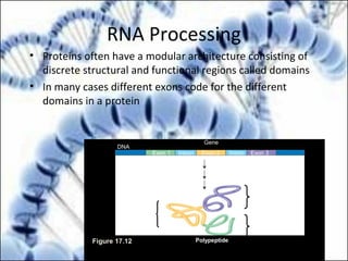 RNA Processing
• Proteins often have a modular architecture consisting of
discrete structural and functional regions called domains
• In many cases different exons code for the different
domains in a protein
Figure 17.12
Gene
DNA
Exon 1 Intron Exon 2 Intron Exon 3
Transcription
RNA processing
Translation
Domain 3
Domain 1
Domain 2
Polypeptide
 