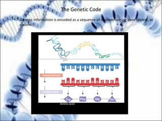 The Genetic Code
• Genetic information is encoded as a sequence of nonoverlapping base triplets, or
codons
DNA
molecule
Gene 1
Gene 2
Gene 3
DNA strand
(template)
TRANSCRIPTION
mRNA
Protein
TRANSLATION
Amino acid
A C C A A A C C G A G T
U G G U U U G G C U C A
Trp Phe Gly Ser
Codon
3′ 5′
3′5′
 