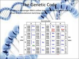 The Genetic Code
• A codon in messenger RNA is either translated into an amino acid or
serves as a translational start/stop signal
Second mRNA base
U C A G
U
C
A
G
UUU
UUC
UUA
UUG
CUU
CUC
CUA
CUG
AUU
AUC
AUA
AUG
GUU
GUC
GUA
GUG
Met or
start
Phe
Leu
Leu
lle
Val
UCU
UCC
UCA
UCG
CCU
CCC
CCA
CCG
ACU
ACC
ACA
ACG
GCU
GCC
GCA
GCG
Ser
Pro
Thr
Ala
UAU
UAC
UGU
UGC
Tyr Cys
CAU
CAC
CAA
CAG
CGU
CGC
CGA
CGG
AAU
AAC
AAA
AAG
AGU
AGC
AGA
AGG
GAU
GAC
GAA
GAG
GGU
GGC
GGA
GGG
UGG
UAA
UAG Stop
Stop UGA Stop
Trp
His
Gln
Asn
Lys
Asp
Arg
Ser
Arg
Gly
U
C
A
G
U
C
A
G
U
C
A
G
U
C
A
G
FirstmRNAbase(5′end)
ThirdmRNAbase(3′end)
Glu
 