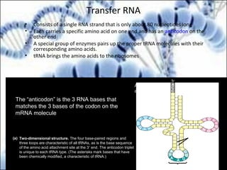 Transfer RNA
• Consists of a single RNA strand that is only about 80 nucleotides long
• Each carries a specific amino acid on one end and has an anticodon on the
other end
• A special group of enzymes pairs up the proper tRNA molecules with their
corresponding amino acids.
• tRNA brings the amino acids to the ribosomes
Two-dimensional structure. The four base-paired regions and
three loops are characteristic of all tRNAs, as is the base sequence
of the amino acid attachment site at the 3′ end. The anticodon triplet
is unique to each tRNA type. (The asterisks mark bases that have
been chemically modified, a characteristic of tRNA.)
(a)
3′
C
C
A
C
G
C
U
U
A
A
GACACCU
*
G
C
* *
G U G U
*CU
* G AG
G
U
*
*A
*
A
A G
U
C
A
G
A
C
C
*
C G A G
A G G
G
*
*
GA
CUC*AU
U
U
A
G
G
C
G
5′
Amino acid
attachment site
Hydrogen
bonds
Anticodon
A
The “anticodon” is the 3 RNA bases that
matches the 3 bases of the codon on the
mRNA molecule
 