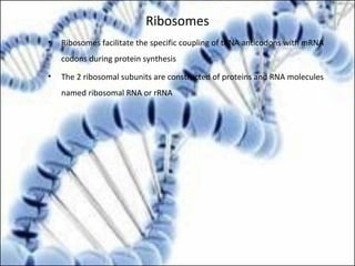 Ribosomes
• Ribosomes facilitate the specific coupling of tRNA anticodons with mRNA
codons during protein synthesis
• The 2 ribosomal subunits are constructed of proteins and RNA molecules
named ribosomal RNA or rRNA
 