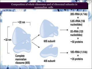 Composition of whole ribosomes and of ribosomal subunits in
mammalian cells
 
