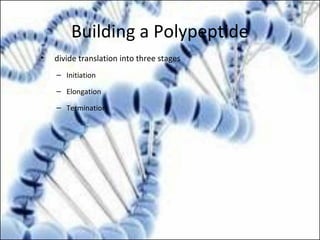 Building a Polypeptide
• divide translation into three stages
– Initiation
– Elongation
– Termination
 