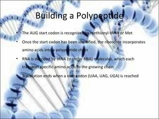Building a Polypeptide
• The AUG start codon is recognized by methionyl-tRNA or Met
• Once the start codon has been identified, the ribosome incorporates
amino acids into a polypeptide chain
• RNA is decoded by tRNA (transfer RNA) molecules, which each
transport specific amino acids to the growing chain
• Translation ends when a stop codon (UAA, UAG, UGA) is reached
 