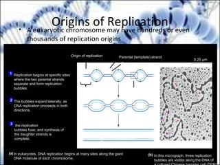 Origins of Replication• A eukaryotic chromosome may have hundreds or even
thousands of replication origins
Replication begins at specific sites
where the two parental strands
separate and form replication
bubbles.
The bubbles expand laterally, as
DNA replication proceeds in both
directions.
the replication
bubbles fuse, and synthesis of
the daughter strands is
complete.
1
2
3
Origin of replication
Bubble
Parental (template) strand
Daughter (new) strand
Replication fork
Two daughter DNA molecules
In eukaryotes, DNA replication begins at many sites along the giant
DNA molecule of each chromosome.
In this micrograph, three replication
bubbles are visible along the DNA of
(b)(a)
0.25 µm
 
