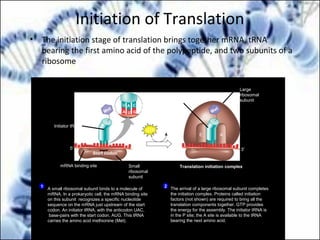 Initiation of Translation
• The initiation stage of translation brings together mRNA, tRNA
bearing the first amino acid of the polypeptide, and two subunits of a
ribosome
Large
ribosomal
subunit
The arrival of a large ribosomal subunit completes
the initiation complex. Proteins called initiation
factors (not shown) are required to bring all the
translation components together. GTP provides
the energy for the assembly. The initiator tRNA is
in the P site; the A site is available to the tRNA
bearing the next amino acid.
2
Initiator tRNA
mRNA
mRNA binding site Small
ribosomal
subunit
Translation initiation complex
P site
GDPGTP
Start codon
A small ribosomal subunit binds to a molecule of
mRNA. In a prokaryotic cell, the mRNA binding site
on this subunit recognizes a specific nucleotide
sequence on the mRNA just upstream of the start
codon. An initiator tRNA, with the anticodon UAC,
base-pairs with the start codon, AUG. This tRNA
carries the amino acid methionine (Met).
1
Met
Met
U A C
A U G
E A
3′
5′
5′
3′
3′5′ 3′5′
 