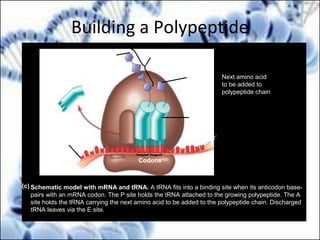 Amino end Growing polypeptide
Next amino acid
to be added to
polypeptide chain
tRNA
mRNA
Codons
3′
5′
Schematic model with mRNA and tRNA. A tRNA fits into a binding site when its anticodon base-
pairs with an mRNA codon. The P site holds the tRNA attached to the growing polypeptide. The A
site holds the tRNA carrying the next amino acid to be added to the polypeptide chain. Discharged
tRNA leaves via the E site.
(c)
Building a Polypeptide
 