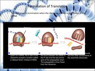 Termination of Translation
• The final stage is termination when the ribosome reaches a stop codon in the
mRNA
Release
factor
Free
polypeptide
Stop codon
(UAG, UAA, or UGA)
5′
3′ 3′
5′
3′
5′
When a ribosome reaches a stop
codon on mRNA, the A site of the
ribosome accepts a protein called
a release factor instead of tRNA.
1 The release factor hydrolyzes
the bond between the tRNA in
the P site and the last amino
acid of the polypeptide chain.
The polypeptide is thus freed
from the ribosome.
2 3 The two ribosomal subunits
and the other components of
the assembly dissociate.
 