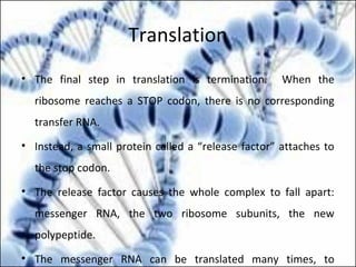 Translation
• The final step in translation is termination. When the
ribosome reaches a STOP codon, there is no corresponding
transfer RNA.
• Instead, a small protein called a “release factor” attaches to
the stop codon.
• The release factor causes the whole complex to fall apart:
messenger RNA, the two ribosome subunits, the new
polypeptide.
• The messenger RNA can be translated many times, to
 