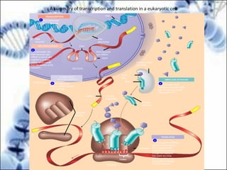 A summary of transcription and translation in a eukaryotic cell
Figure 17.26
TRANSCRIPTION
RNA is transcribed
from a DNA template.
DNA
RNA
polymerase
RNA
transcript
RNA PROCESSING
In eukaryotes, the
RNA transcript (pre-
mRNA) is spliced and
modified to produce
mRNA, which moves
from the nucleus to the
cytoplasm.
Exon
Poly-A
RNA transcript
(pre-mRNA)
Intron
NUCLEUS
Cap
FORMATION OF
INITIATION COMPLEX
After leaving the
nucleus, mRNA attaches
to the ribosome.
CYTOPLASM
mRNA
Poly-A
Growing
polypeptide
Ribosomal
subunits
Cap
Aminoacyl-tRNA
synthetase
Amino
acid
tRNA
AMINO ACID ACTIVATION
Each amino acid
attaches to its proper tRNA
with the help of a specific
enzyme and ATP.
Activated
amino acid
TRANSLATION
A succession of tRNAs
add their amino acids to
the polypeptide chain
as the mRNA is moved
through the ribosome
one codon at a time.
(When completed, the
polypeptide is released
from the ribosome.)
Anticodon
A C C
A A A
U G G U U U A U G
U
A CE A
Ribosome
1
Poly-A
5′
5′
3′
Codon
2
3 4
5
 