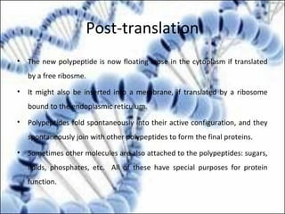 Post-translation
• The new polypeptide is now floating loose in the cytoplasm if translated
by a free ribosme.
• It might also be inserted into a membrane, if translated by a ribosome
bound to the endoplasmic reticulum.
• Polypeptides fold spontaneously into their active configuration, and they
spontaneously join with other polypeptides to form the final proteins.
• Sometimes other molecules are also attached to the polypeptides: sugars,
lipids, phosphates, etc. All of these have special purposes for protein
function.
 