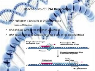 Mechanism of DNA Replication
• DNA replication is catalyzed by DNA polymerase
– needs an RNA primer
• RNA primase synthesizes primer on DNA strand
• DNA polymerase adds nucleotides to the 3’ end of the growing strand
 