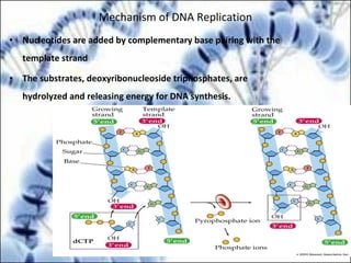 Mechanism of DNA Replication
• Nucleotides are added by complementary base pairing with the
template strand
• The substrates, deoxyribonucleoside triphosphates, are
hydrolyzed and releasing energy for DNA synthesis.
 