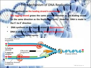 The Mechanism of DNA Replication
• DNA synthesis on the leading strand is continuous
• The lagging strand grows the same general direction as the leading strand
(in the same direction as the Replication Fork). However, DNA is made in
the 5’-to-3’ direction
• DNA synthesis on the lagging strand is discontinuous
• DNA is added as short fragments (Okasaki fragments)
– subsequently ligated together
 