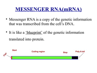 Messenger Dna replication and transcription stages involved | PPTX