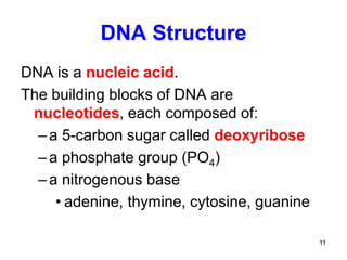 11
DNA Structure
DNA is a nucleic acid.
The building blocks of DNA are
nucleotides, each composed of:
–a 5-carbon sugar called deoxyribose
–a phosphate group (PO4)
–a nitrogenous base
• adenine, thymine, cytosine, guanine
 