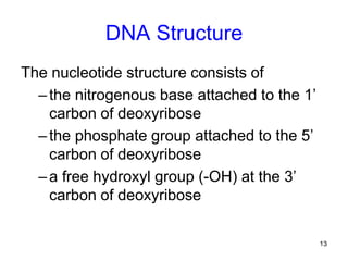 13
DNA Structure
The nucleotide structure consists of
–the nitrogenous base attached to the 1’
carbon of deoxyribose
–the phosphate group attached to the 5’
carbon of deoxyribose
–a free hydroxyl group (-OH) at the 3’
carbon of deoxyribose
 