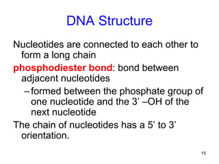 15
DNA Structure
Nucleotides are connected to each other to
form a long chain
phosphodiester bond: bond between
adjacent nucleotides
–formed between the phosphate group of
one nucleotide and the 3’ –OH of the
next nucleotide
The chain of nucleotides has a 5’ to 3’
orientation.
 