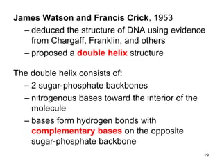 19
James Watson and Francis Crick, 1953
– deduced the structure of DNA using evidence
from Chargaff, Franklin, and others
– proposed a double helix structure
The double helix consists of:
– 2 sugar-phosphate backbones
– nitrogenous bases toward the interior of the
molecule
– bases form hydrogen bonds with
complementary bases on the opposite
sugar-phosphate backbone
 