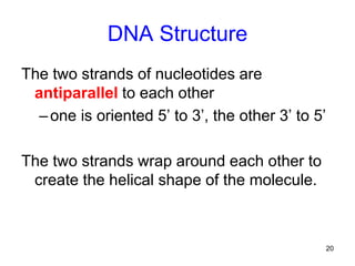 20
DNA Structure
The two strands of nucleotides are
antiparallel to each other
–one is oriented 5’ to 3’, the other 3’ to 5’
The two strands wrap around each other to
create the helical shape of the molecule.
 
