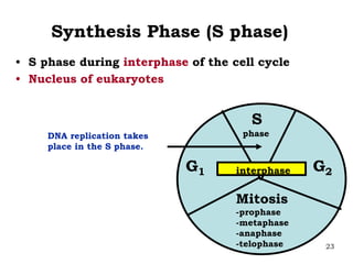 23
Synthesis Phase (S phase)
• S phase during interphase of the cell cycle
• Nucleus of eukaryotes
Mitosis
-prophase
-metaphase
-anaphase
-telophase
G1 G2
S
phase
interphase
DNA replication takes
place in the S phase.
 