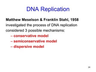 24
DNA Replication
Matthew Meselson & Franklin Stahl, 1958
investigated the process of DNA replication
considered 3 possible mechanisms:
– conservative model
– semiconservative model
– dispersive model
 