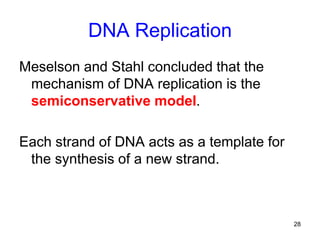 28
DNA Replication
Meselson and Stahl concluded that the
mechanism of DNA replication is the
semiconservative model.
Each strand of DNA acts as a template for
the synthesis of a new strand.
 