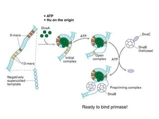+ Hu on the origin
+ ATP
Ready to bind primase!
 