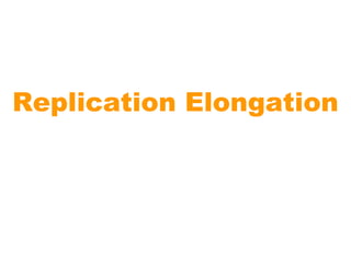 Replication Elongation
 
