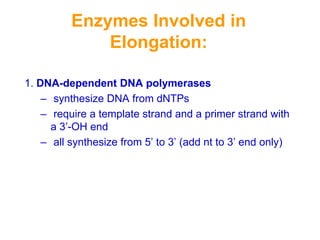 Enzymes Involved in
Elongation:
1. DNA-dependent DNA polymerases
– synthesize DNA from dNTPs
– require a template strand and a primer strand with
a 3’-OH end
– all synthesize from 5’ to 3’ (add nt to 3’ end only)
 