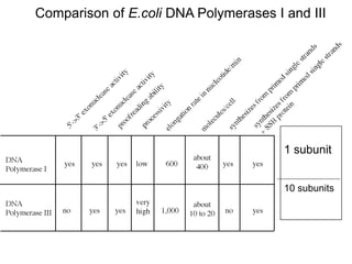 Comparison of E.coli DNA Polymerases I and III
1 subunit
10 subunits
 