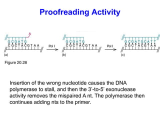Proofreading Activity
Insertion of the wrong nucleotide causes the DNA
polymerase to stall, and then the 3’-to-5’ exonuclease
activity removes the mispaired A nt. The polymerase then
continues adding nts to the primer.
 