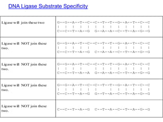 Ligase will join these two G--G--A--T--C--C--T--T--G--A--T--C--C
| | | | | | | | | | | | |
C--C--T--A--G G--A--A--C--T--A--G--G
Ligase will NOT join these
two.
G--G--A--T--C--C--T--T--G--A--T--C--C
| | | | | | | | | | | |
C--C--T--A--G C--A--A--C--T--A--G--G
Ligase will NOT join these
two.
G--G--A--T--C--C--T--T--G--A--T--C--C
| | | | | | | | | | | |
C--C--T--A--A G--A--A--C--T--A--G--G
Ligase will NOT join these
two.
G--G--A--T--C--C--T--T--G--A--T--C--C
| | | | | | | | | | | |
C--C--T--A--G G--T--A--C--T--A--G--G
Ligase will NOT join these
two. C--C--T--A--G C--T--A--C--T--A--G--G
DNA Ligase Substrate Specificity
 