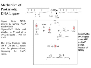 HO
P
3'
5'
2
1
+ AMP
3'
P
AMP
P
AMP
+
HO
3'
P
5'
Ligase
NAD
1 2
1
3'
NMN
P
Ligase
NAD NMN
+AMP
Mechanism of
Prokaryotic
DNA Ligase-
Ligase binds NAD,
cleaves it, leaving AMP
attached to it.
Ligase-AMP binds and
attaches to 5’ end of a
DNA molecule (1) via the
AMP.
The DNA fragment with
the 3’ OH end (2) reacts
with the phosphodiester,
displacing the AMP-
ligase.
(Eukaryotic
DNA ligase
uses ATP
as AMP
donor,
instead of
NAD).
 