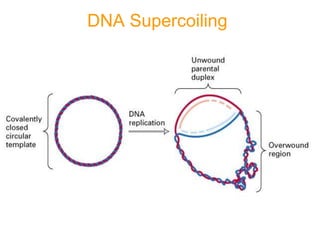 DNA Supercoiling
 