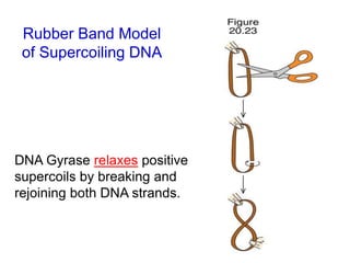 Rubber Band Model
of Supercoiling DNA
DNA Gyrase relaxes positive
supercoils by breaking and
rejoining both DNA strands.
 