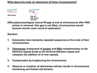 What about the ends (or telomeres) of linear chromosomes?
DNA polymerase/ligase cannot fill gap at end of chromosome after RNA
primer is removed. this gap is not filled, chromosomes would
become shorter each round of replication!
Solution:
1. Eukaryotes have tandemly repeated sequences at the ends of their
chromosomes.
2. Telomerase (composed of protein and RNA complementary to the
telomere repeat) binds to the terminal telomere repeat and
catalyzes the addition of of new repeats.
3. Compensates by lengthening the chromosome.
4. Absence or mutation of telomerase activity results in chromosome
shortening and limited cell division.
 