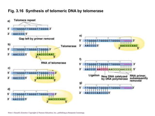 Peter J. Russell, iGenetics: Copyright © Pearson Education, Inc., publishing as Benjamin Cummings.
Fig. 3.16 Synthesis of telomeric DNA by telomerase
 