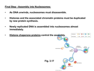 Final Step - Assembly into Nucleosomes:
• As DNA unwinds, nucleosomes must disassemble.
• Histones and the associated chromatin proteins must be duplicated
by new protein synthesis.
• Newly replicated DNA is assembled into nucleosomes almost
immediately.
• Histone chaperone proteins control the assembly.
Fig. 3.17
 