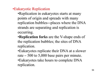 56
•Eukaryotic Replication
•Replication in eukaryotes starts at many
points of origin and spreads with many
replication bubbles—places where the DNA
strands are separating and replication is
occurring.
•Replication forks are the V-shape ends of
the replication bubbles; the sites of DNA
replication.
•Eukaryotes replicate their DNA at a slower
rate – 500 to 5,000 base pairs per minute.
•Eukaryotes take hours to complete DNA
replication.
 