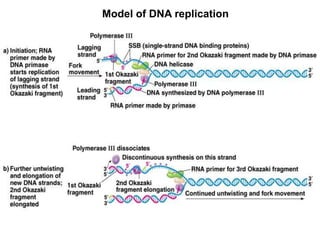 Model of DNA replication
 