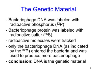 9
The Genetic Material
- Bacteriophage DNA was labeled with
radioactive phosphorus (32P)
- Bacteriophage protein was labeled with
radioactive sulfur (35S)
- radioactive molecules were tracked
- only the bacteriophage DNA (as indicated
by the 32P) entered the bacteria and was
used to produce more bacteriophage
- conclusion: DNA is the genetic material
 