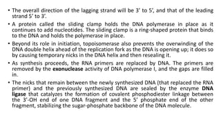 • The overall direction of the lagging strand will be 3’ to 5’, and that of the leading
strand 5’ to 3’.
• A protein called the sliding clamp holds the DNA polymerase in place as it
continues to add nucleotides. The sliding clamp is a ring-shaped protein that binds
to the DNA and holds the polymerase in place.
• Beyond its role in initiation, topoisomerase also prevents the overwinding of the
DNA double helix ahead of the replication fork as the DNA is opening up; it does so
by causing temporary nicks in the DNA helix and then resealing it.
• As synthesis proceeds, the RNA primers are replaced by DNA. The primers are
removed by the exonuclease activity of DNA polymerase I, and the gaps are filled
in.
• The nicks that remain between the newly synthesized DNA (that replaced the RNA
primer) and the previously synthesized DNA are sealed by the enzyme DNA
ligase that catalyzes the formation of covalent phosphodiester linkage between
the 3’-OH end of one DNA fragment and the 5’ phosphate end of the other
fragment, stabilizing the sugar-phosphate backbone of the DNA molecule.
 
