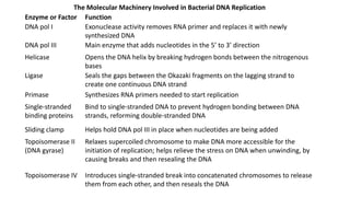 The Molecular Machinery Involved in Bacterial DNA Replication
Enzyme or Factor Function
DNA pol I Exonuclease activity removes RNA primer and replaces it with newly
synthesized DNA
DNA pol III Main enzyme that adds nucleotides in the 5’ to 3’ direction
Helicase Opens the DNA helix by breaking hydrogen bonds between the nitrogenous
bases
Ligase Seals the gaps between the Okazaki fragments on the lagging strand to
create one continuous DNA strand
Primase Synthesizes RNA primers needed to start replication
Single-stranded
binding proteins
Bind to single-stranded DNA to prevent hydrogen bonding between DNA
strands, reforming double-stranded DNA
Sliding clamp Helps hold DNA pol III in place when nucleotides are being added
Topoisomerase II
(DNA gyrase)
Relaxes supercoiled chromosome to make DNA more accessible for the
initiation of replication; helps relieve the stress on DNA when unwinding, by
causing breaks and then resealing the DNA
Topoisomerase IV Introduces single-stranded break into concatenated chromosomes to release
them from each other, and then reseals the DNA
 