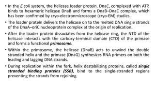 • In the E.coli system, the helicase loader protein, DnaC, complexed with ATP,
binds to hexameric helicase DnaB and forms a DnaB–DnaC complex, which
has been conﬁrmed by cryo-electronmicroscope (cryo-EM) studies.
• The loader protein delivers the helicase on to the melted DNA single strands
of the DnaA–oriC nucleoprotein complex at the origin of replication.
• After the loader protein dissociates from the helicase ring, the NTD of the
helicase interacts with the carboxy-terminal domain (CTD) of the primase
and forms a functional primosome.
• Within the primosome, the helicase (DnaB) acts to unwind the double
stranded helix and the primase (DnaG) synthesizes RNA primers on both the
leading and lagging DNA strands.
• During replication within the fork, helix destabilizing proteins, called single
stranded binding proteins (SSB), bind to the single-stranded regions
preventing the strands from rejoining.
 