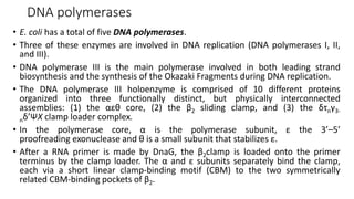 DNA polymerases
• E. coli has a total of five DNA polymerases.
• Three of these enzymes are involved in DNA replication (DNA polymerases I, II,
and III).
• DNA polymerase III is the main polymerase involved in both leading strand
biosynthesis and the synthesis of the Okazaki Fragments during DNA replication.
• The DNA polymerase III holoenzyme is comprised of 10 different proteins
organized into three functionally distinct, but physically interconnected
assemblies: (1) the αεθ core, (2) the β2 sliding clamp, and (3) the δτnγ3-
nδ’ΨX clamp loader complex.
• In the polymerase core, α is the polymerase subunit, ε the 3’–5’
proofreading exonuclease and θ is a small subunit that stabilizes ε.
• After a RNA primer is made by DnaG, the β2clamp is loaded onto the primer
terminus by the clamp loader. The α and ε subunits separately bind the clamp,
each via a short linear clamp-binding motif (CBM) to the two symmetrically
related CBM-binding pockets of β2.
 