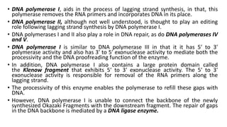• DNA polymerase I, aids in the process of lagging strand synthesis, in that, this
polymerase removes the RNA primers and incorporates DNA in its place.
• DNA polymerase II, although not well understood, is thought to play an editing
role following lagging strand synthesis by DNA polymerase I.
• DNA polymerases I and II also play a role in DNA repair, as do DNA polymerases IV
and V.
• DNA polymerase I is similar to DNA polymerase III in that it it has 5′ to 3′
polymerase activity and also has 3′ to 5′ exonuclease activity to mediate both the
processivity and the DNA proofreading function of the enzyme.
• In addition, DNA polymerase I also contains a large protein domain called
the Klenow fragment that exhibits 5′ to 3′ exonuclease activity. The 5′ to 3′
exonuclease activity is responsible for removal of the RNA primers along the
lagging strand.
• The processivity of this enzyme enables the polymerase to refill these gaps with
DNA.
• However, DNA polymerase I is unable to connect the backbone of the newly
synthesized Okazaki Fragments with the downstream fragment. The repair of gaps
in the DNA backbone is mediated by a DNA ligase enzyme.
 