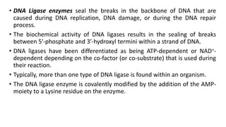• DNA Ligase enzymes seal the breaks in the backbone of DNA that are
caused during DNA replication, DNA damage, or during the DNA repair
process.
• The biochemical activity of DNA ligases results in the sealing of breaks
between 5′-phosphate and 3′-hydroxyl termini within a strand of DNA.
• DNA ligases have been differentiated as being ATP-dependent or NAD+-
dependent depending on the co-factor (or co-substrate) that is used during
their reaction.
• Typically, more than one type of DNA ligase is found within an organism.
• The DNA ligase enzyme is covalently modified by the addition of the AMP-
moiety to a Lysine residue on the enzyme.
 